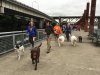 2016 doggie dash.jpg