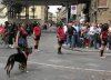 Parade Dog, Florence, Italy_2.jpg