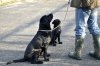 Bramble harness 11 weeks old.jpg