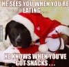 santa dog.jpg