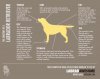 Anatomy-of-the-Labrador-Retriever-600.jpg