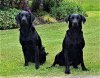 black labs.jpg