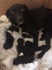 Nancy with pups one day old.jpg