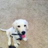 Caspertheyellowlab