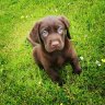 Brody the Chocolate Lab