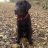 Our dog Henry