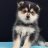 pomsky
