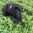 Black Lab Mom