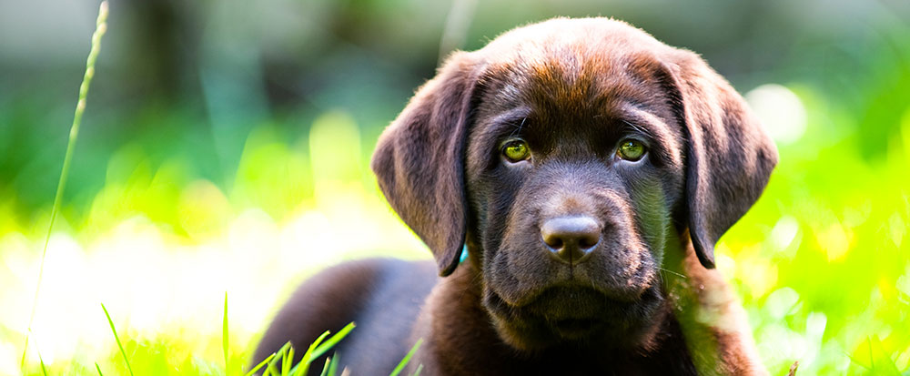 puppy vaginitis puppy vaginitis and when to spay the labrador forum puppy vaginitis puppy vaginitis and when to spay the labrador forum